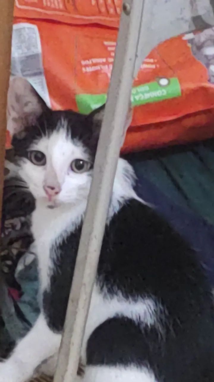filhotes de gatinhos - Foto 4