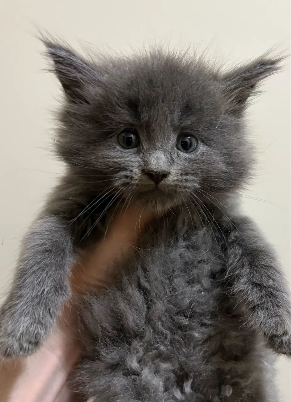 Filhotes de gato Maine Coon disponíveis  - Foto 5