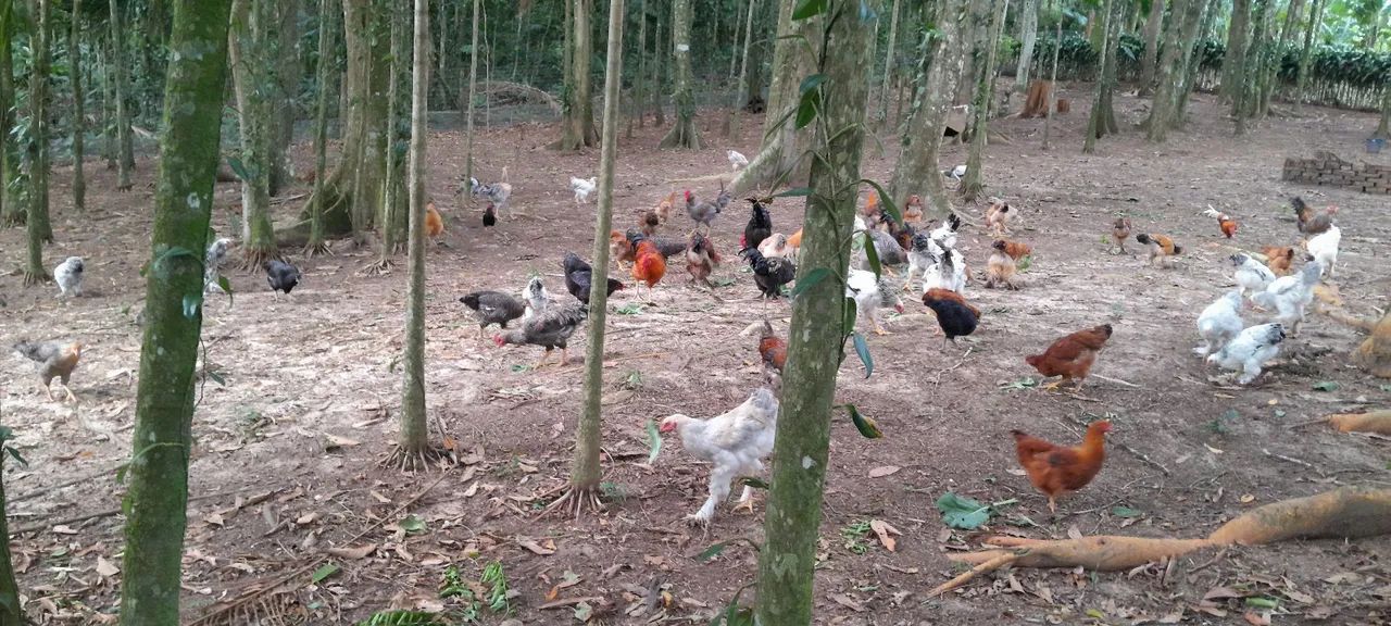 Vende-se galinhas e galos 