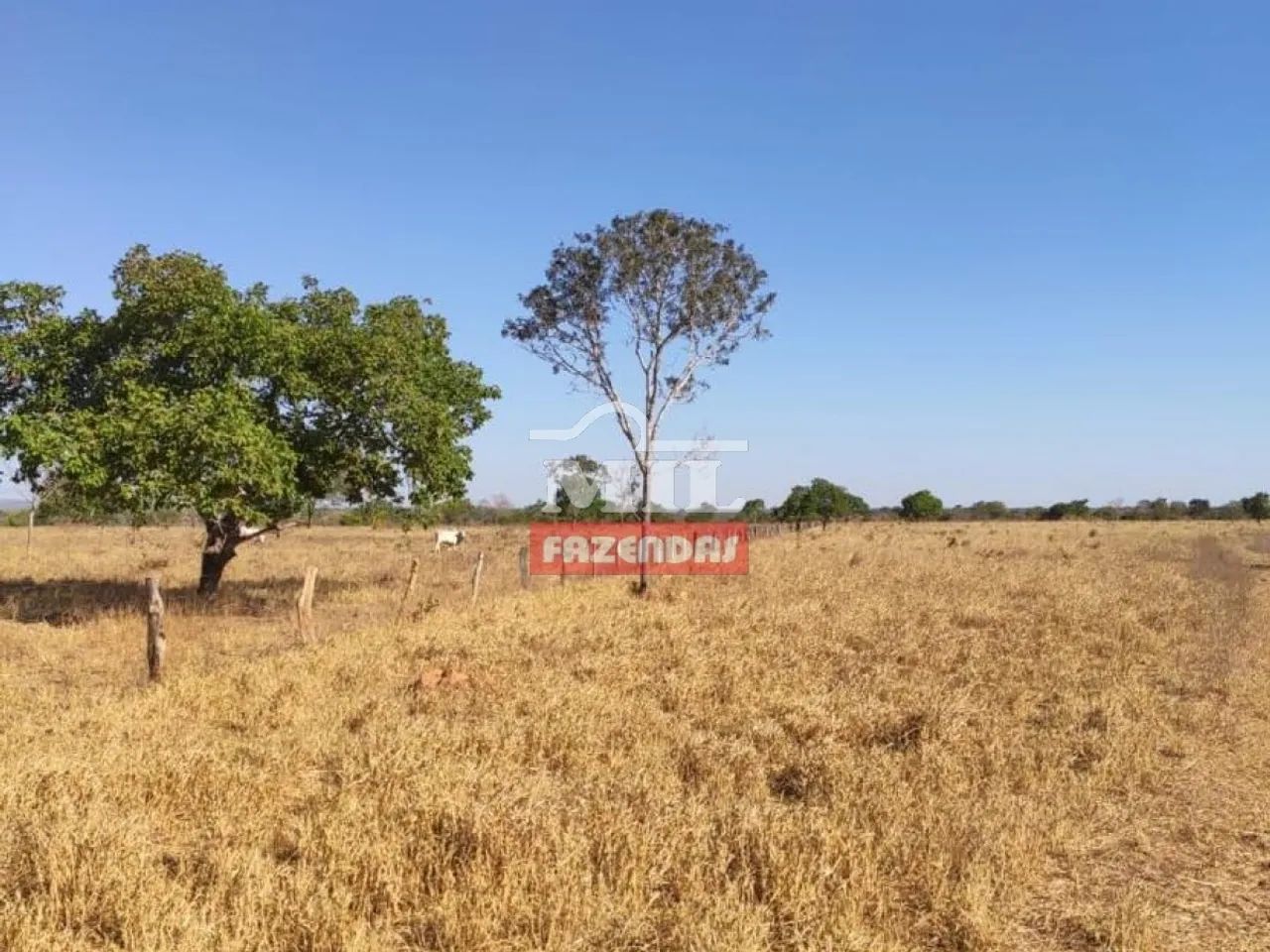 Fazenda em Porangatu-GO. - Foto 4