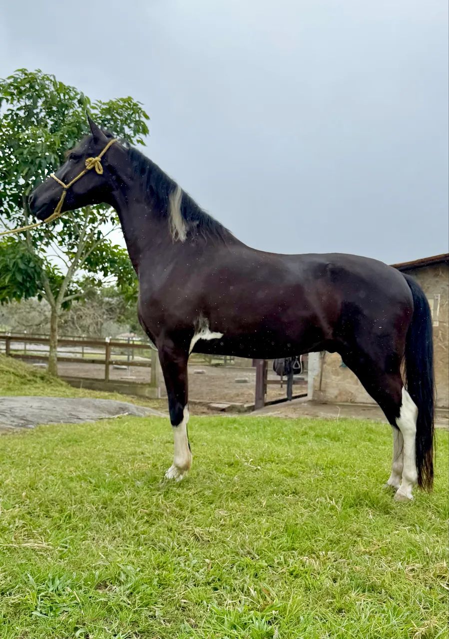 Cavalo Mangalarga marcha Picada  - Foto 2