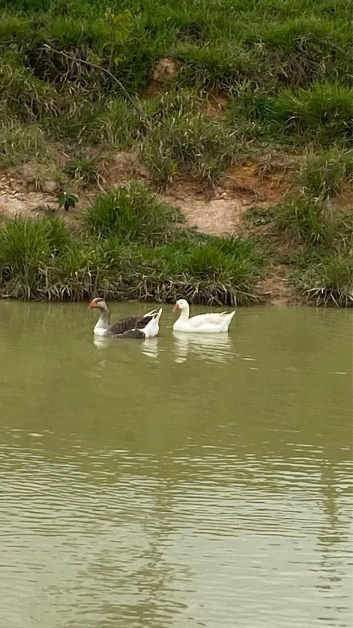 Casal de gansos - Foto 3