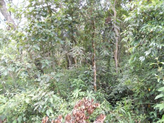 Terreno residencial à venda, Recanto do Lago, Mairiporã. - Foto 4