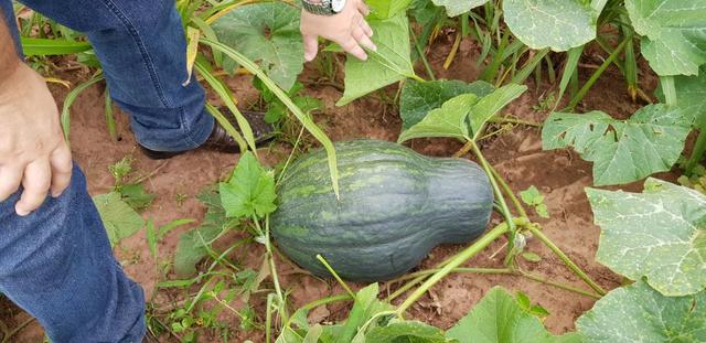 Linda Fazenda em Mato Grosso - em Conquista D´oeste - MT - Foto 19