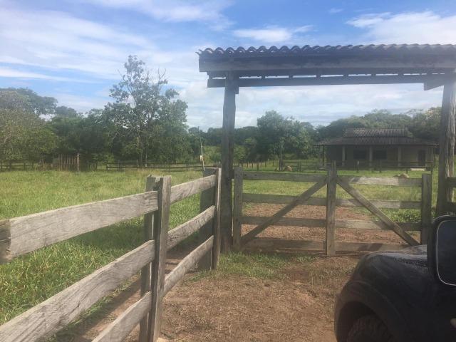 Sítio na Comunidade Carrijo à 60 Km do Trevo do Lagarto - Foto 2