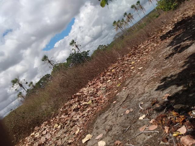 Terreno de 58 hactares com casa - Foto 4