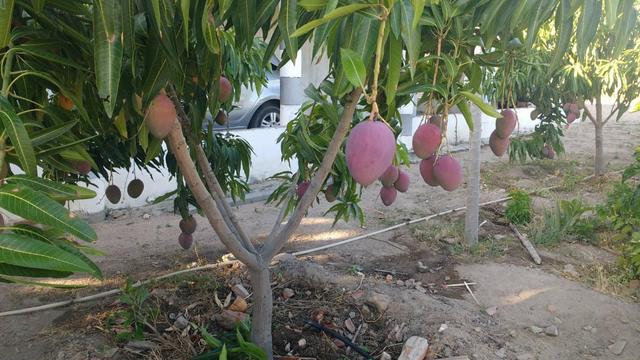 Vendo ou troco chácara na estrada da adutora - Foto 14