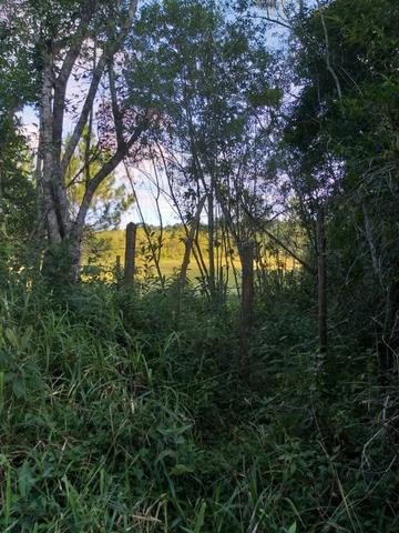 Terreno Excelente, Plano, Barato, Embura, 2.500m, R$ 40 Mil - Foto 2