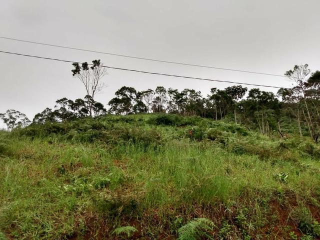 Terreno em Marechal Floriano - Foto 2