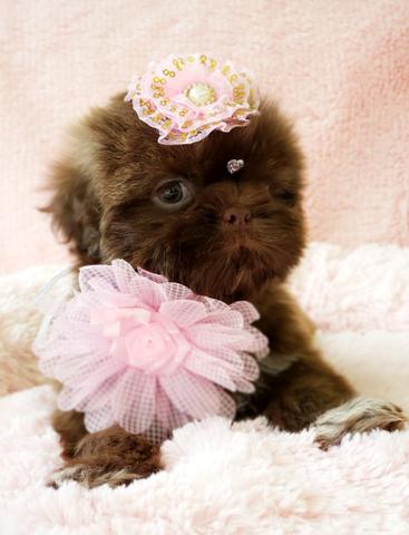 Filhote de Shih tzu Chocolate Fêmea à Pronta Entrega - Foto 4