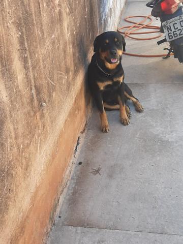 Cachorro hottwailler procura namorada - Foto 4