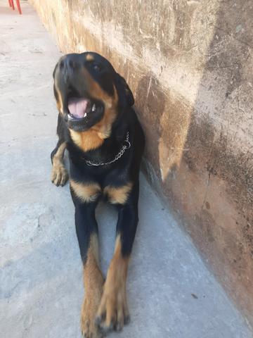 Cachorro hottwailler procura namorada - Foto 2