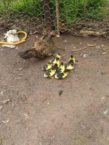 Filhotes de pato
