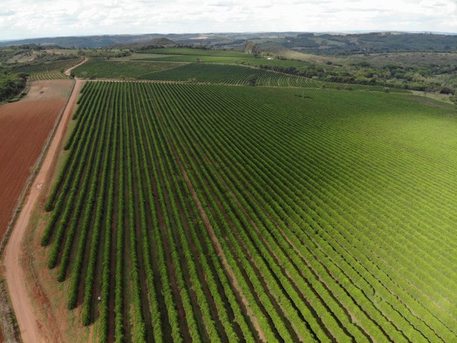 FAZENDA COM 60HEC PRA CAFE, DE BOA QUALIDADE!! - Foto 2