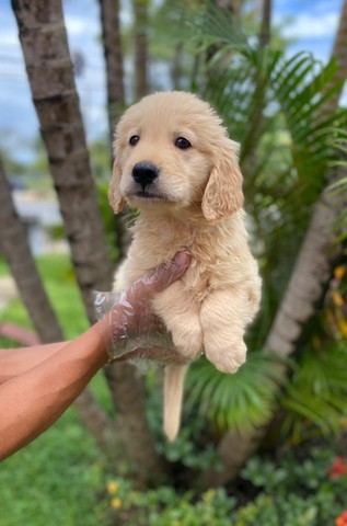 golden muito fofinho a pronta entrega, um pet de família - Cachorros e  acessórios - Pinheiros, São Paulo 1097949230