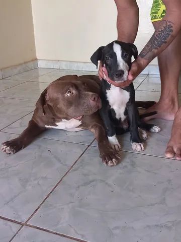 Pit Bull  - Foto 3