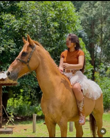 OLX on X: CAVALO 🐎 IIIIIRRAAAA 🤪 DEMAISSSS 😎 QUE ISSO MEU