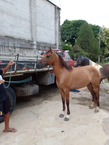 Traia de cavalo  +63 anúncios na OLX Brasil