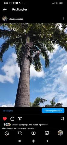 Poda de árvores ? limpeza de coqueiros * - Foto 2