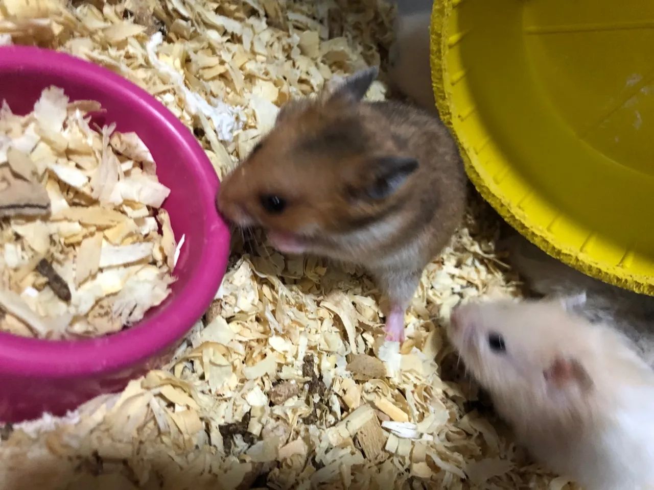 Hamster sírio  - Foto 3