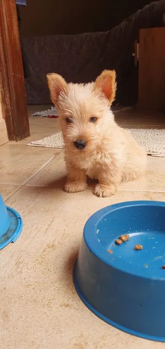 Filhote scottish terrier macho com pedigree, 48 dias. Faço em ate 18x no cartao - Foto 3