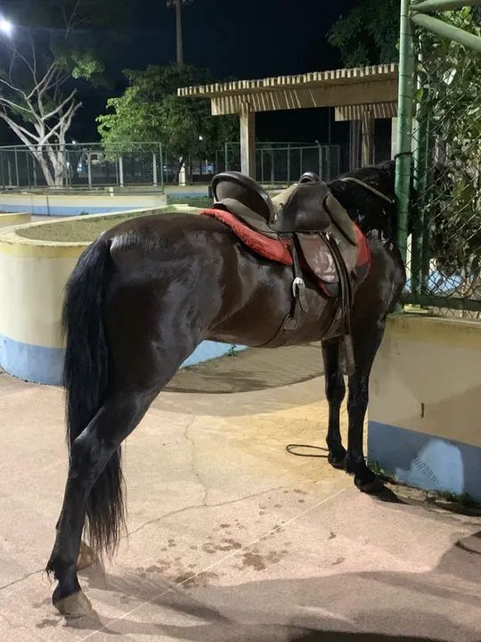 Cavalo Mangalarga - Foto 4