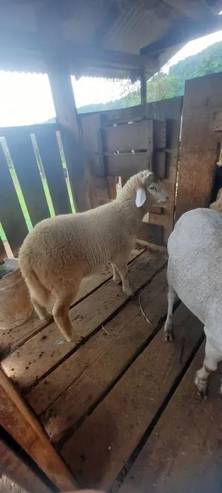 Ovelha carneiro borrego - Foto 4