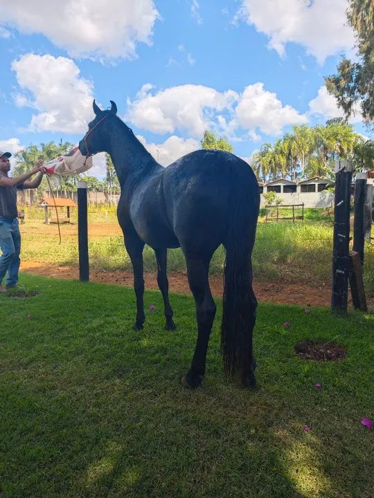 Potro manga larga marcha picada registrado início doma - Foto 4