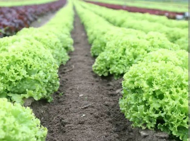 Produção de alface 