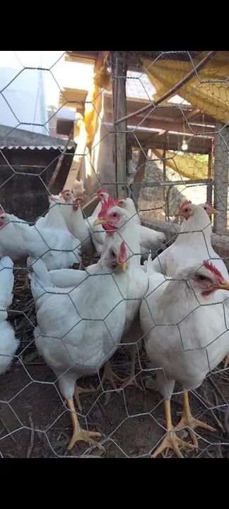 Frangas Poedeira Creme (Novogen Tinted) - Foto 4