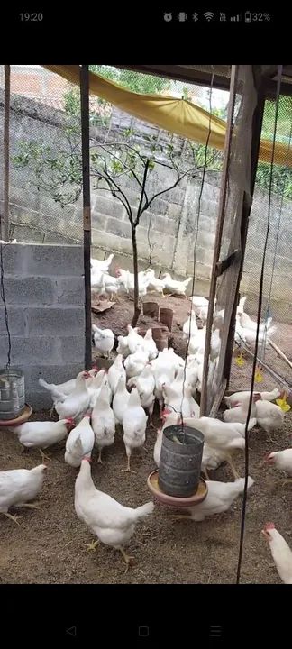 Frangas Poedeira Creme (Novogen Tinted) - Foto 6