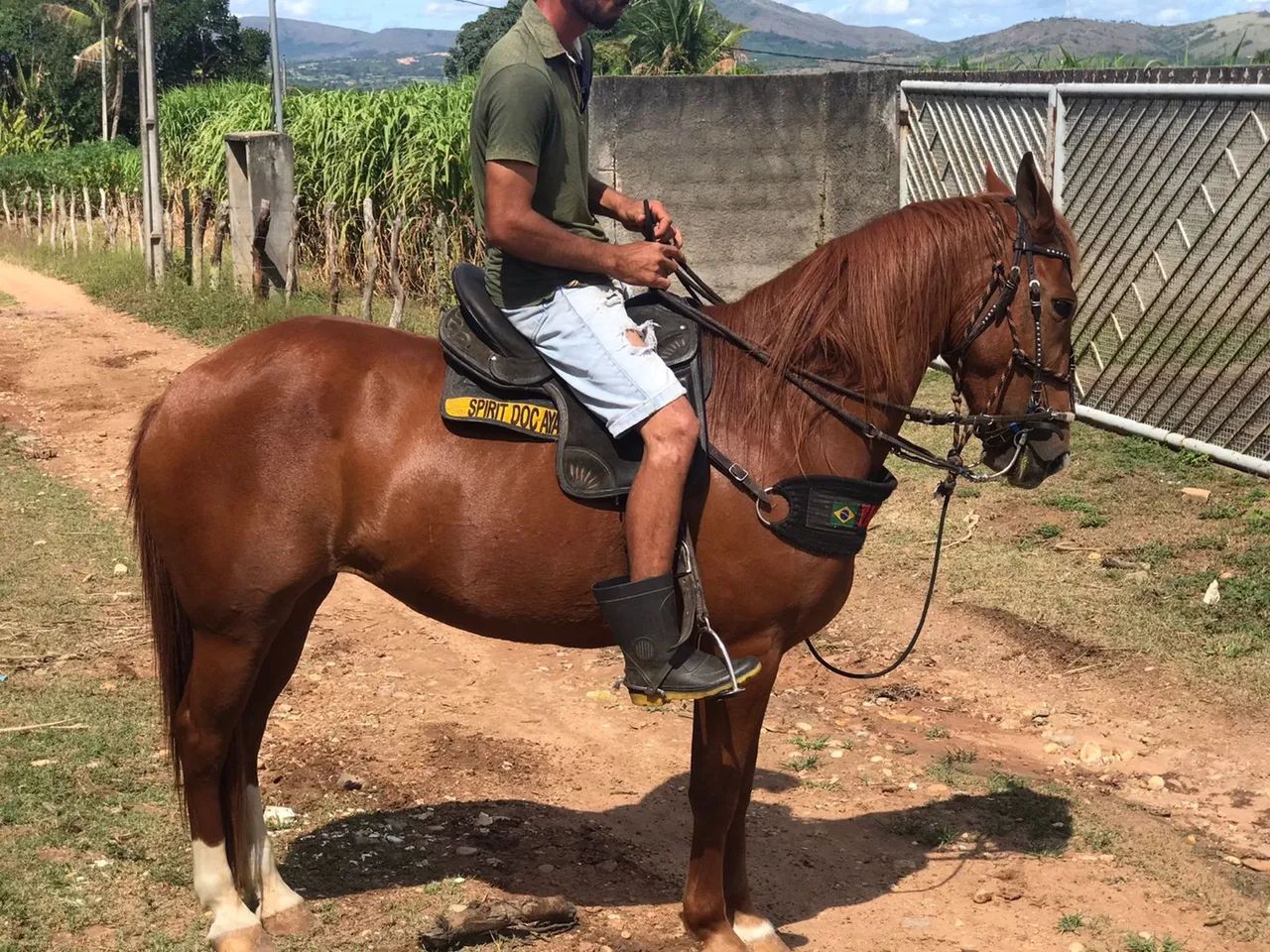 Égua quarto de milha (ler a descrição) - Foto 5