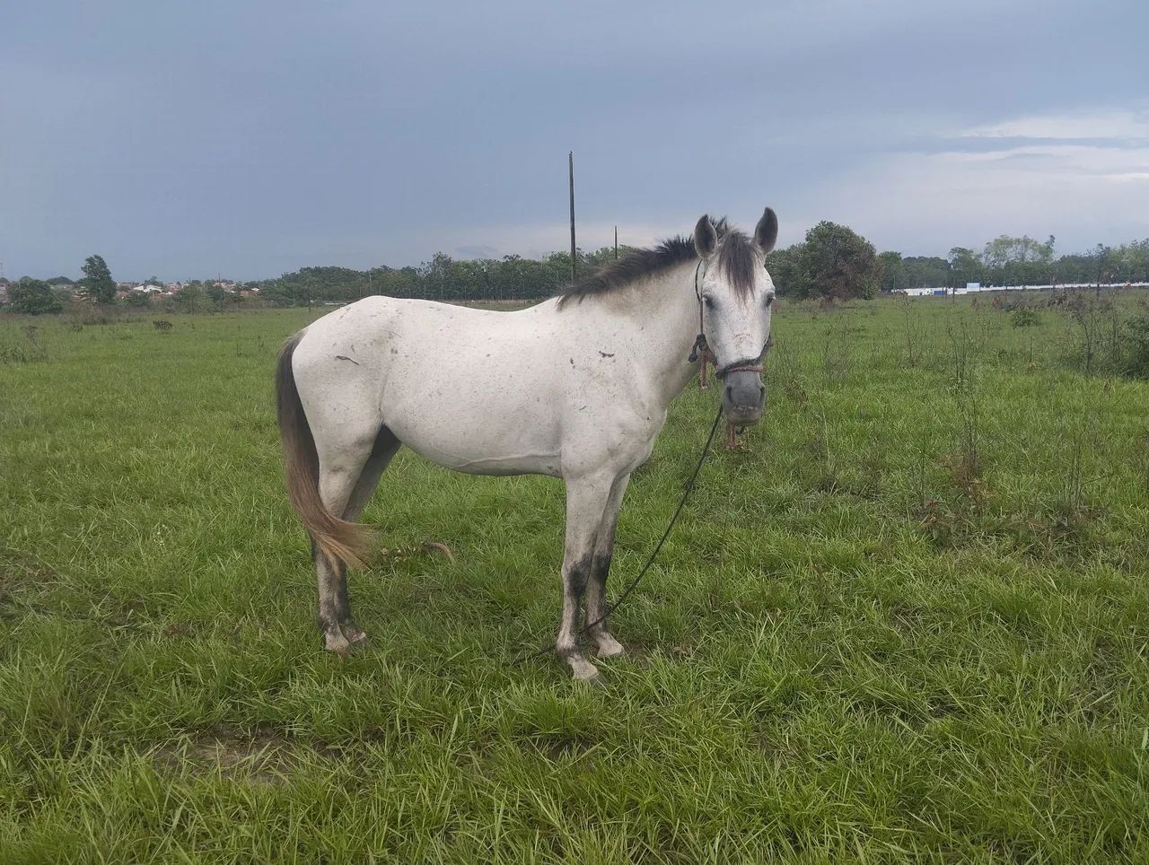 Cavalo branco para venda - Foto 2