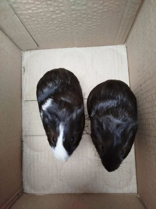 Porquinho da índia 65 reais cada - Foto 3