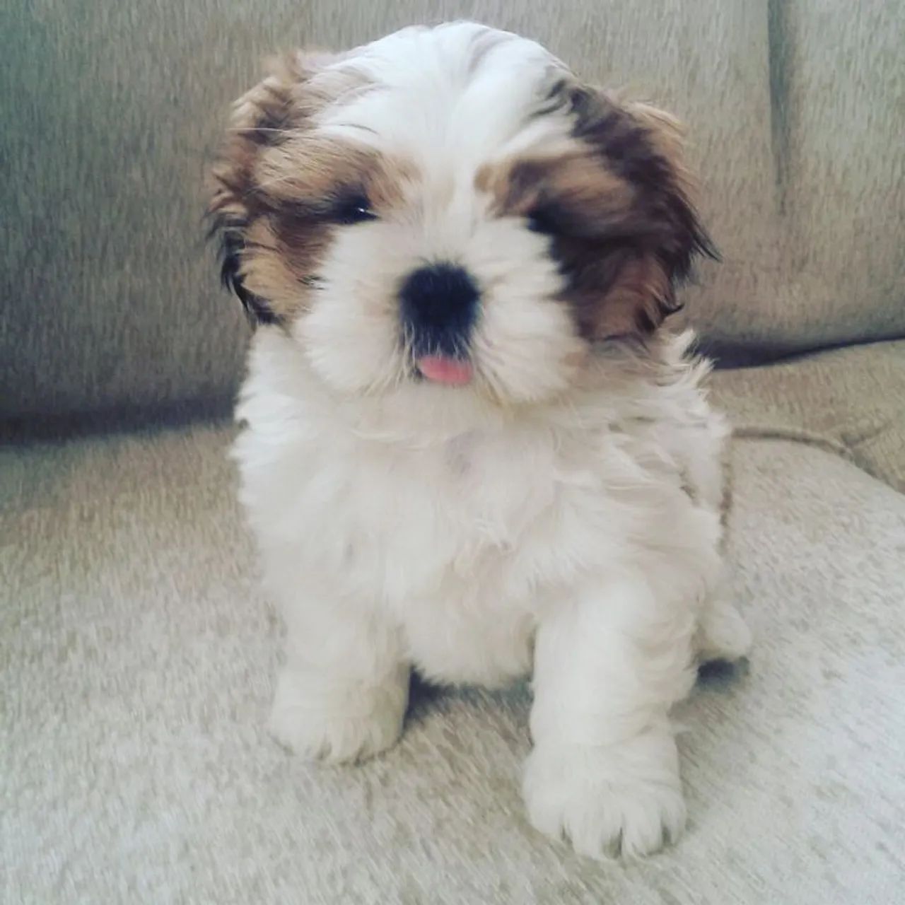 Shih Tzu 