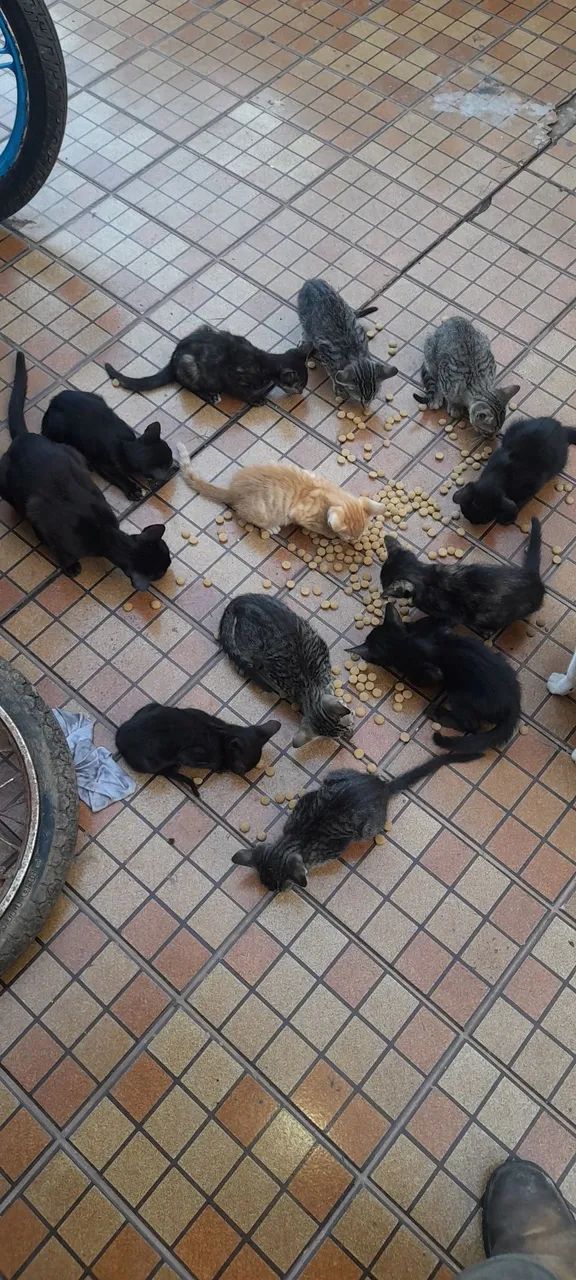 Gatinhos fofinhos para adoção