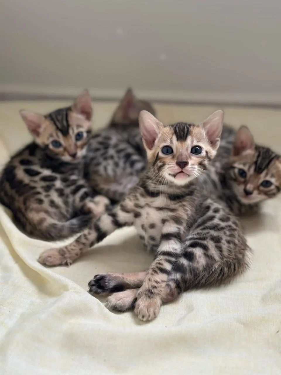 ? Filhotes de Gato Bengal Disponíveis! ? - Foto 5