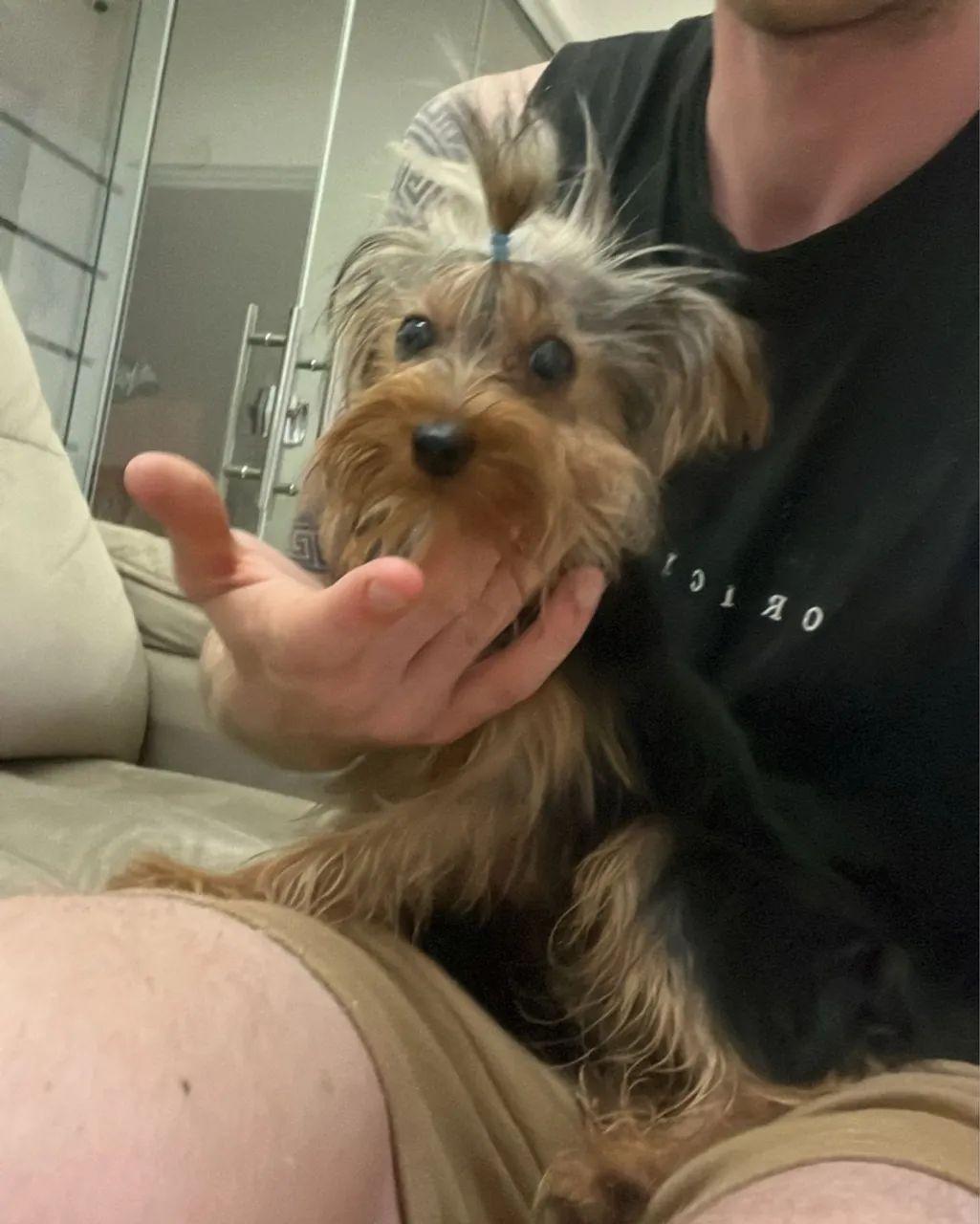 Yorkshire macho 5 meses  - Foto 5