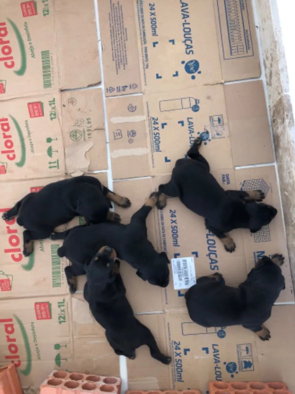 Filhotes puros da raça DOBERMAN - Foto 5