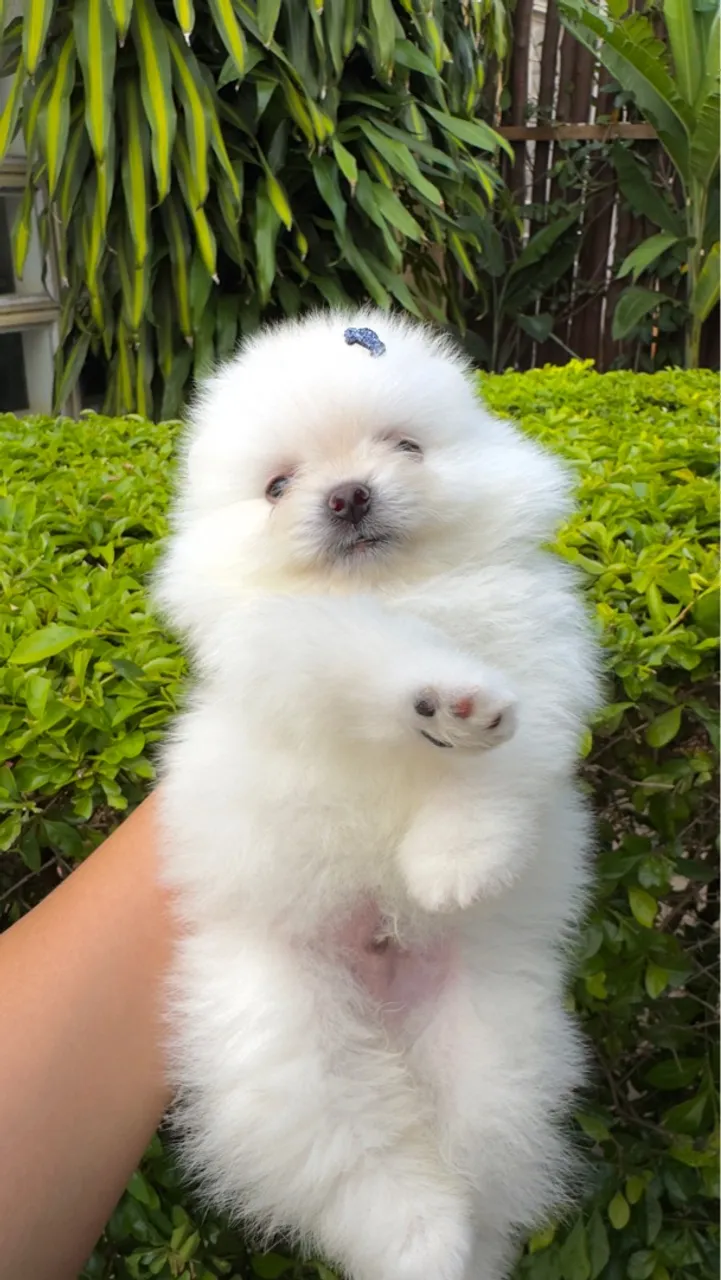 Spitz Alemão / Lulu da Pomerania / Vida De Poms Kennel