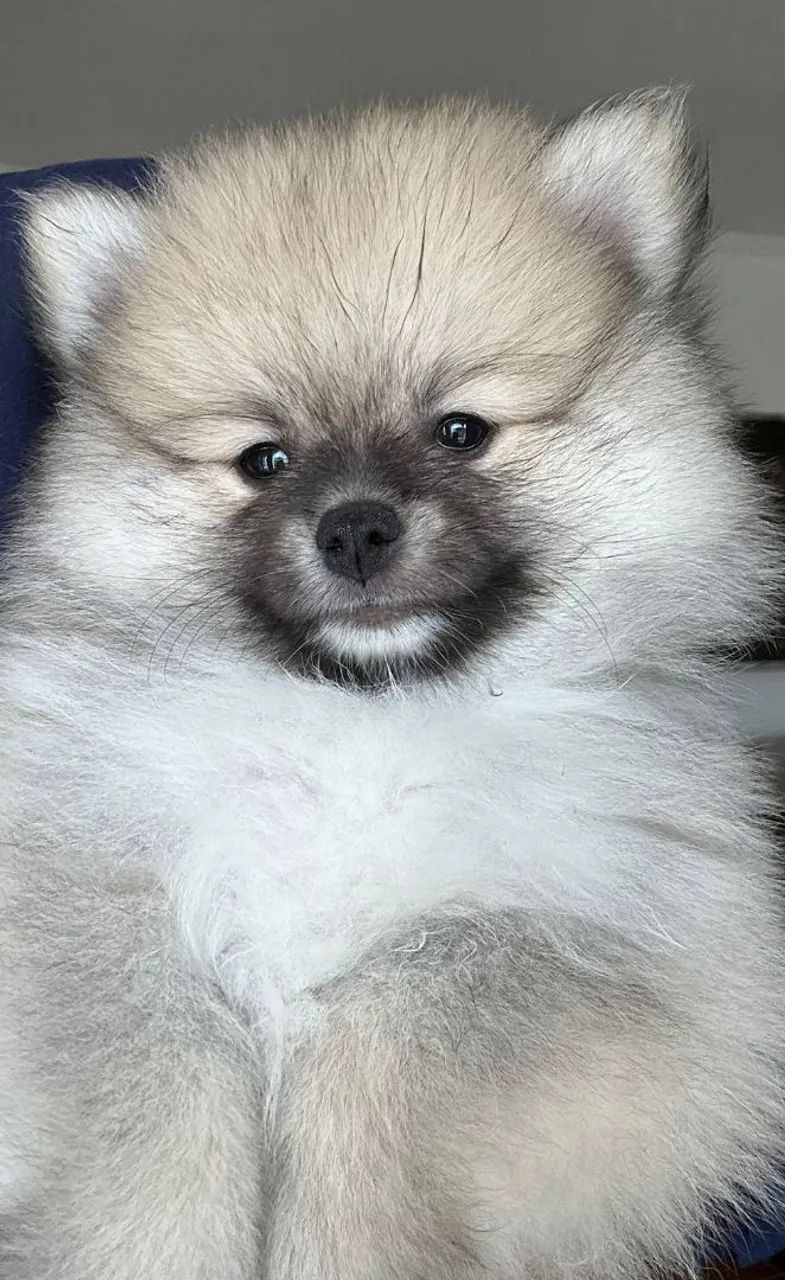 Filhotes Spitz Alemão Anão / Lulu da Pomerania  - Foto 3