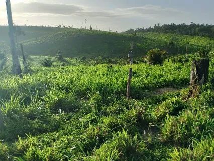 FAZENDA REGIAO DE CAJAZEIRAS ITUPIRANGA-PARÁ - Foto 5