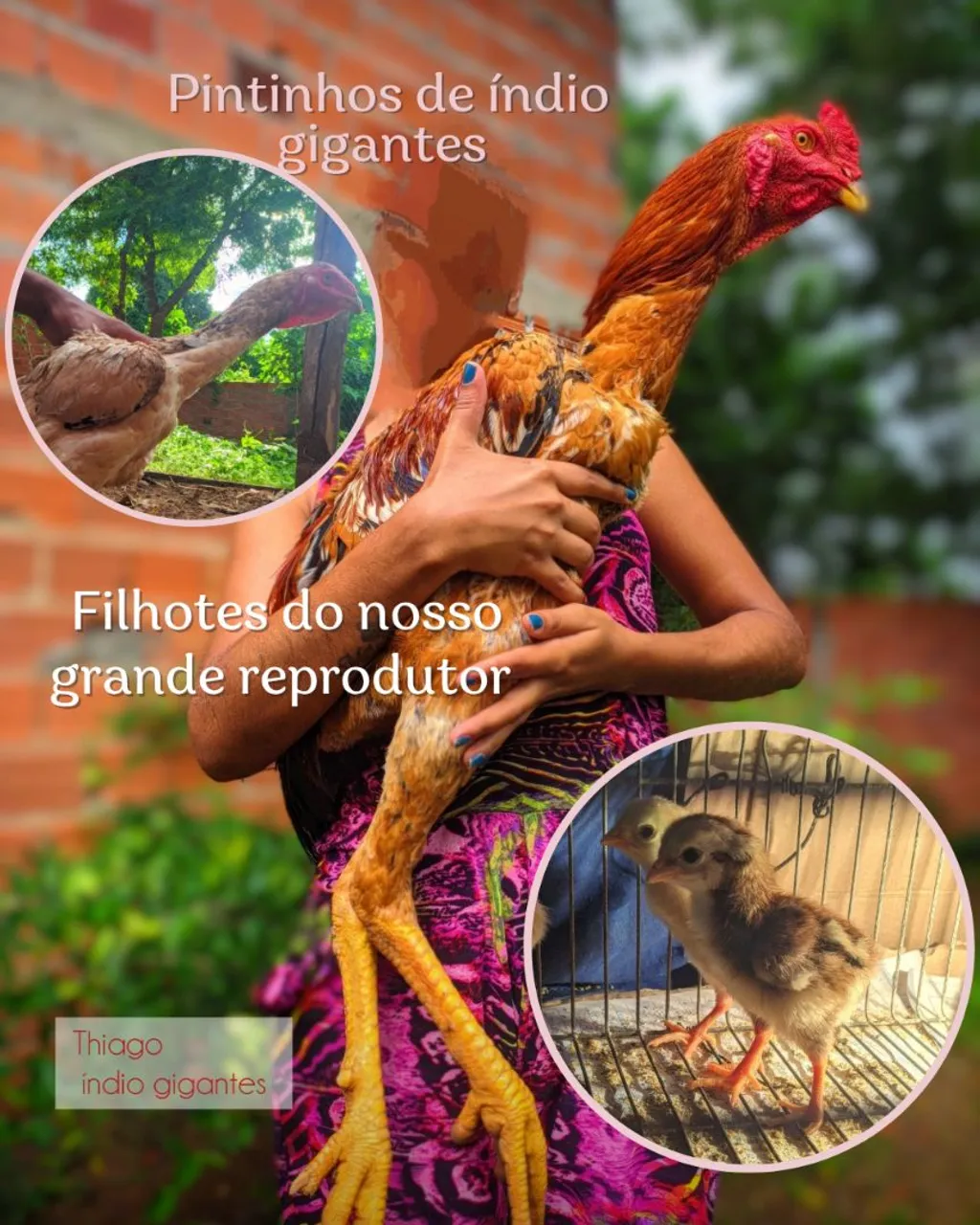 Pintinhos de índio gigantes - Linhagem genética top