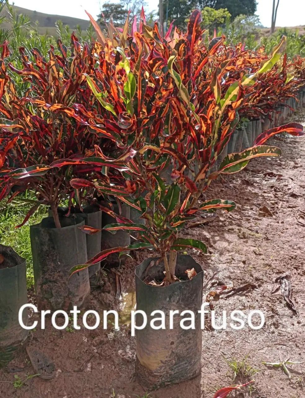 Mudas de Croton - Foto 3