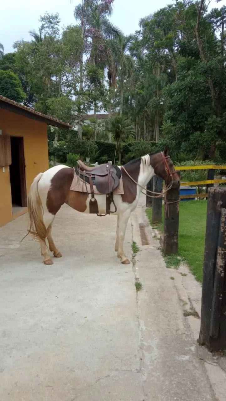 Cavalo femea egua mangalarga machadora - Foto 3