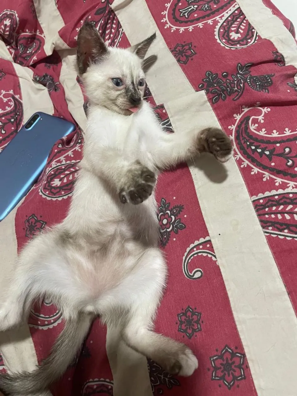 Gatinho Siamês disponível para adoção
