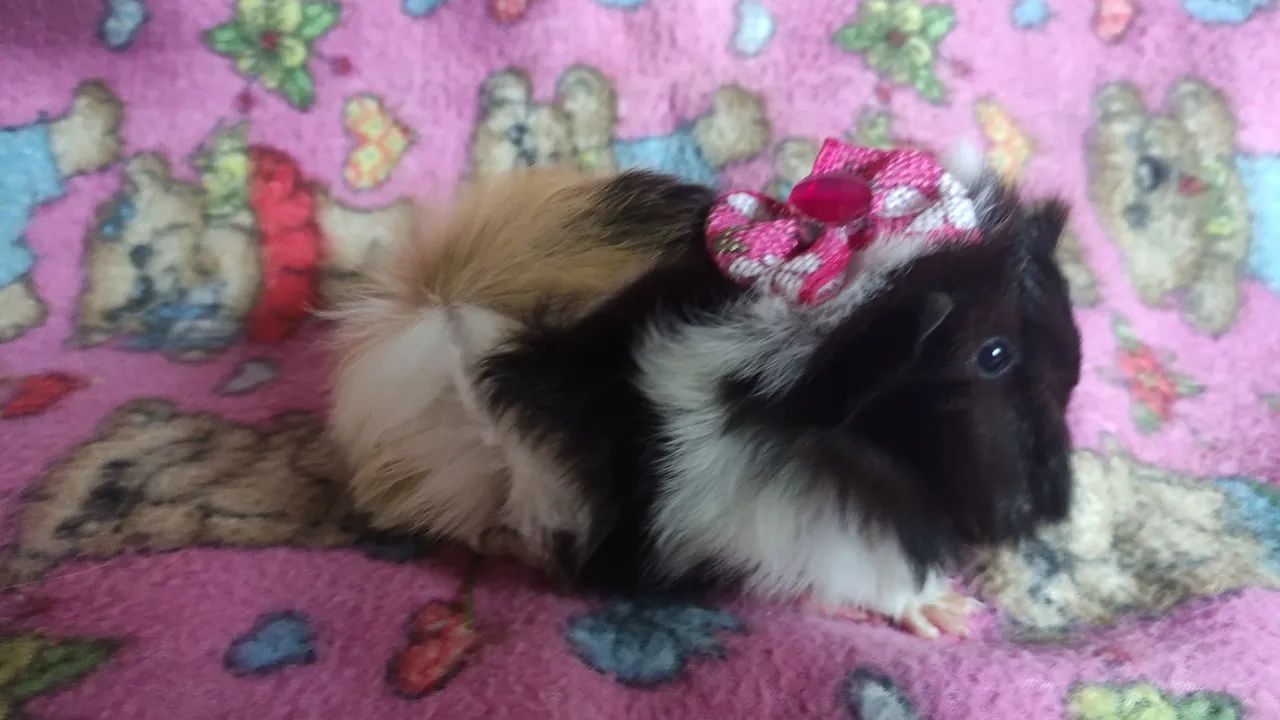 Porquinha da índia da raça peruana . - Foto 5