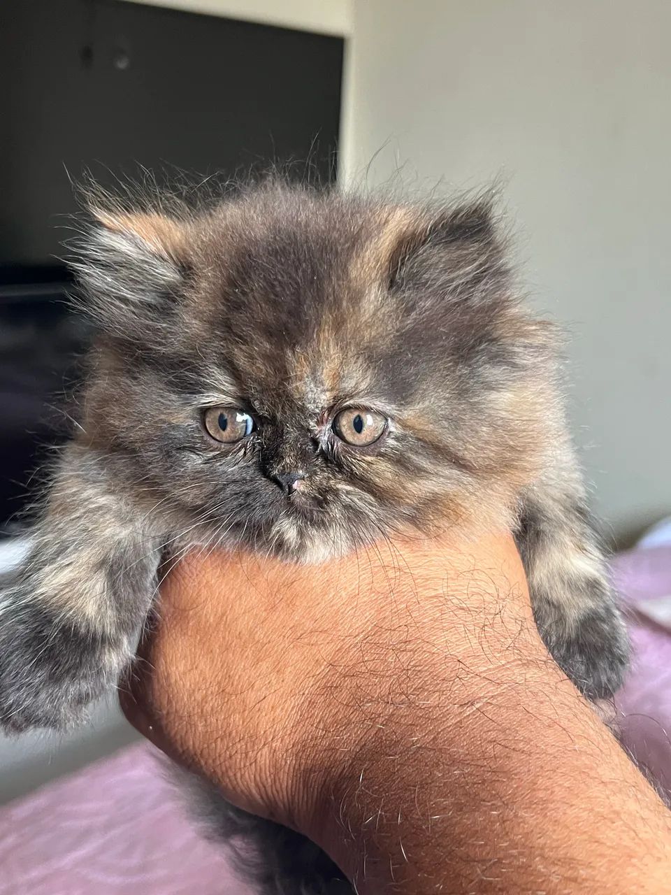 Filhote gato persa  - Foto 6