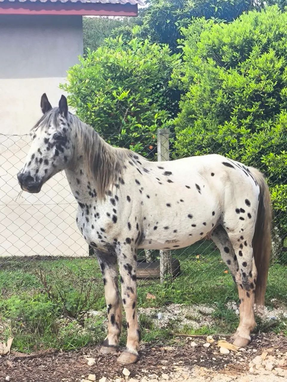 Cavalo crioulo  - Foto 3