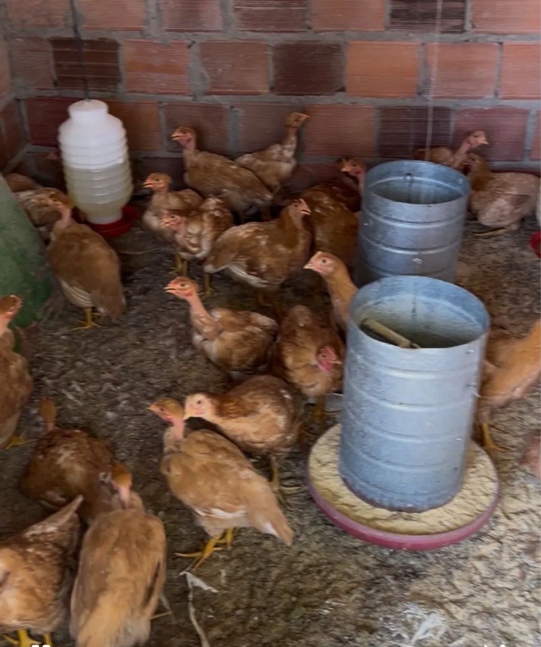 Frango caipira abatido